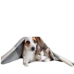 comedero-doble-para-gatos-y-perros-copia